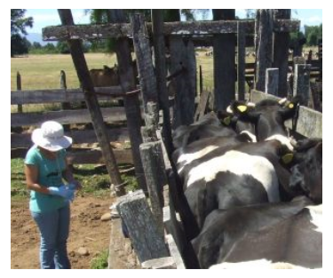 Carolina Gonz�lez en actividades de terreno